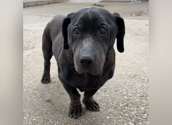 DARUN - LEBENSABEND GESUCHT