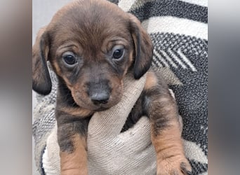 KIKI WAGT DEN START INS LEBEN