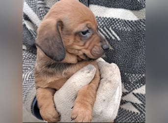 FIENCHEN - WELPENMÄDCHEN MIT HERZ