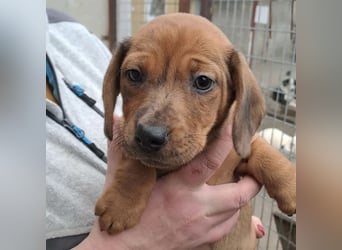 NALA - SÜßER DACKELWELPE