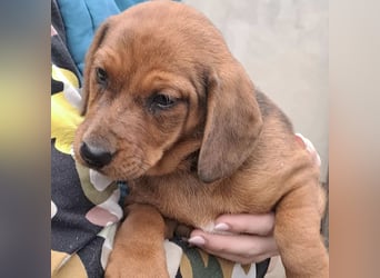 DAISY MÖCHTE ANKOMMEN