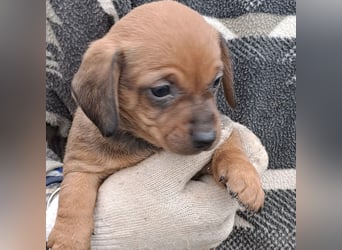 FIENCHEN - WELPENMÄDCHEN MIT HERZ