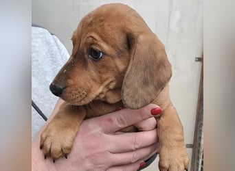 CLEO SUCHT FÜR-IMMER-ZUHAUSE