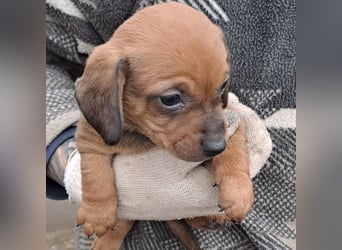 FIENCHEN - WELPENMÄDCHEN MIT HERZ