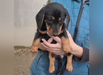 ELLIE - DACKELMÄDCHEN SUCHT FAMILIE