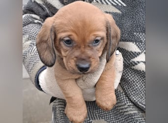 KRÜMEL SUCHT DAS ABENDTEUER