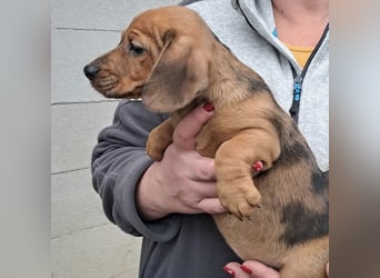 NALA - SÜßER DACKELWELPE