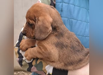 DAISY MÖCHTE ANKOMMEN