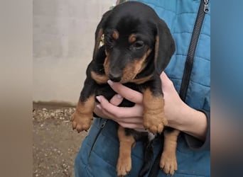 ELLIE - DACKELMÄDCHEN SUCHT FAMILIE