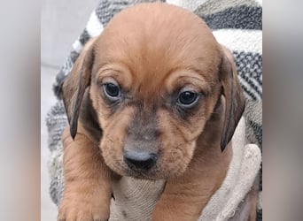 FINN - SÜßER DACKELJUNGE