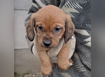 KRÜMEL SUCHT DAS ABENDTEUER