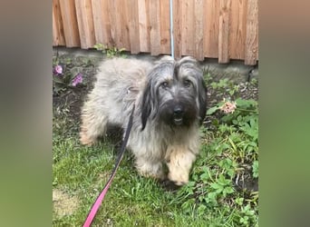 Csomi sucht einen Kuschelplatz