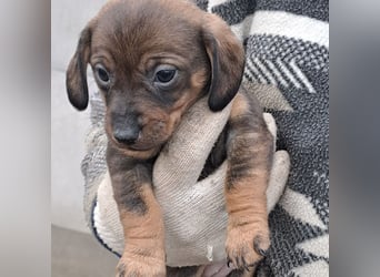 KIKI WAGT DEN START INS LEBEN