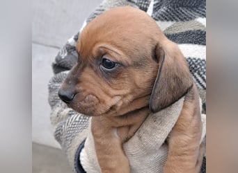 FINN - SÜßER DACKELJUNGE