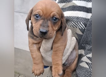 FINN - SÜßER DACKELJUNGE