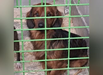 TOOPPER - LIEF FREI HERUM