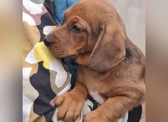 DAISY MÖCHTE ANKOMMEN