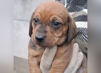 FINN - SÜßER DACKELJUNGE