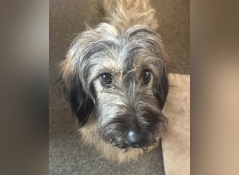 Csomi sucht einen Kuschelplatz