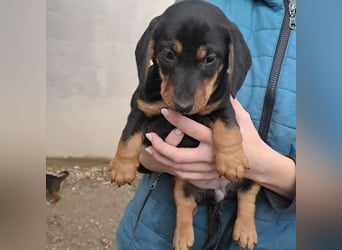 ELLIE - DACKELMÄDCHEN SUCHT FAMILIE