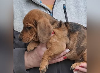 CLEO SUCHT FÜR-IMMER-ZUHAUSE