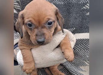 FIENCHEN - WELPENMÄDCHEN MIT HERZ