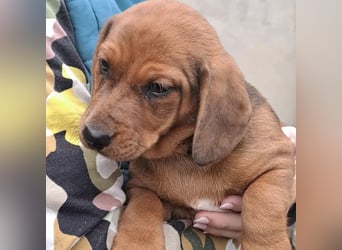 DAISY MÖCHTE ANKOMMEN