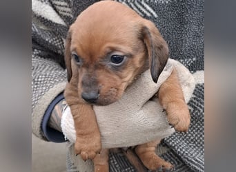 FIENCHEN - WELPENMÄDCHEN MIT HERZ