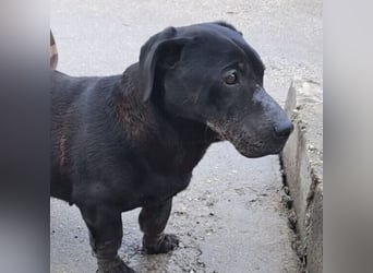 DARUN - LEBENSABEND GESUCHT