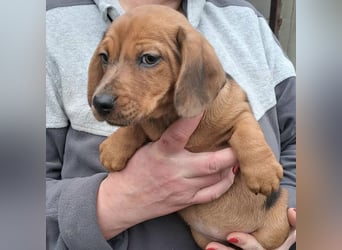 NALA - SÜßER DACKELWELPE