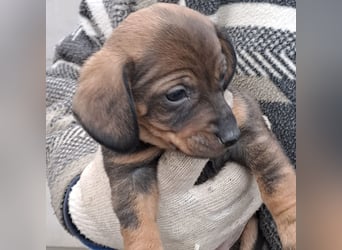 KIKI WAGT DEN START INS LEBEN