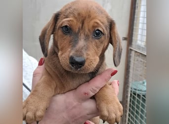 JULIE - AUF DER SUCHE NACH GEBORGENHEIT