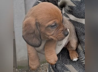 KRÜMEL SUCHT DAS ABENDTEUER