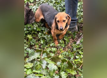 Ich heiße Kira ... Pflegestelle in 48249 Dülmen