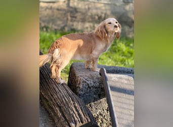 Loreal, Langhaardackel-Mix, Pflegestelle in 48249 Dülmen