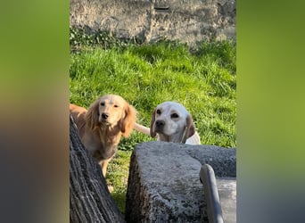 Loreal, Langhaardackel-Mix, Pflegestelle in 48249 Dülmen