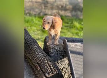 Loreal, Langhaardackel-Mix, Pflegestelle in 48249 Dülmen