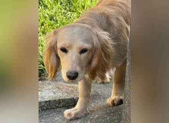 Loreal, Langhaardackel-Mix, Pflegestelle in 48249 Dülmen