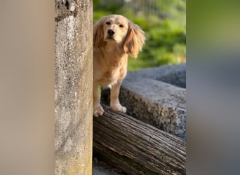 Loreal, Langhaardackel-Mix, Pflegestelle in 48249 Dülmen