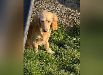 Loreal, Langhaardackel-Mix, Pflegestelle in 48249 Dülmen