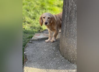 Loreal, Langhaardackel-Mix, Pflegestelle in 48249 Dülmen
