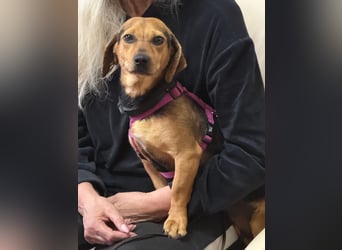 Ich heiße Kira ... Pflegestelle in 48249 Dülmen