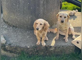 Loreal, Langhaardackel-Mix, Pflegestelle in 48249 Dülmen