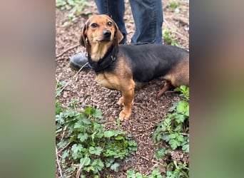 Ich heiße Kira ... Pflegestelle in 48249 Dülmen