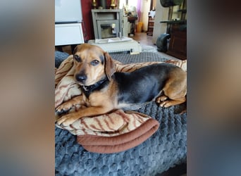 Ich heiße Kira ... Pflegestelle in 48249 Dülmen, mit Video