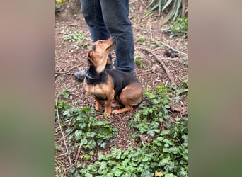 Ich heiße Kira ... Pflegestelle in 48249 Dülmen