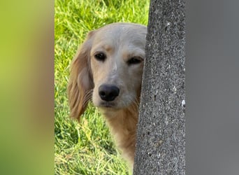 Loreal, Langhaardackel-Mix, Pflegestelle in 48249 Dülmen