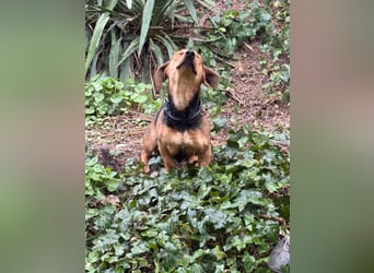 Ich heiße Kira ... Pflegestelle in 48249 Dülmen