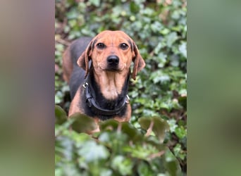 Ich heiße Kira ... Pflegestelle in 48249 Dülmen