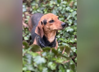 Ich heiße Kira ... Pflegestelle in 48249 Dülmen